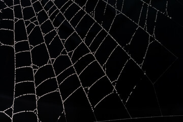 Spider web with dew drops on a black background.