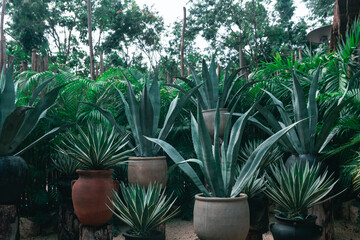 Agave and maguey in pots