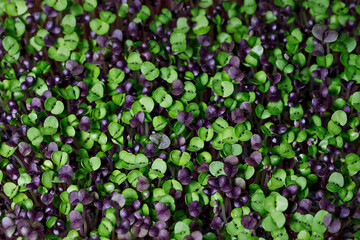 selective focus photo of basil microgreens. city farming indoor concept.