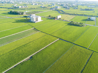 Aerial view of the beautiful rice field around Yuanli