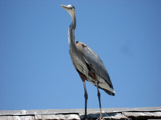 great blue heron
