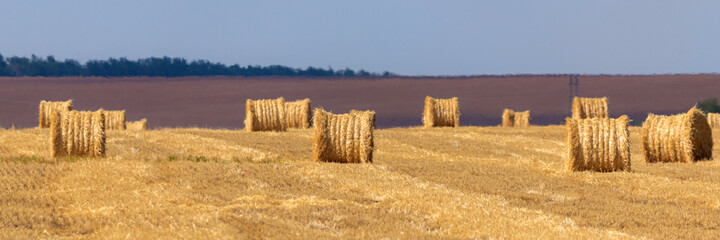 Straw bales or hay rolls on farmland field