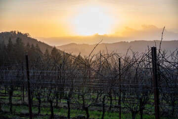 Obraz premium Looking beyond bare winter vines in an Oregon vineyard to layers of hazy hills glowing in the setting sun. 