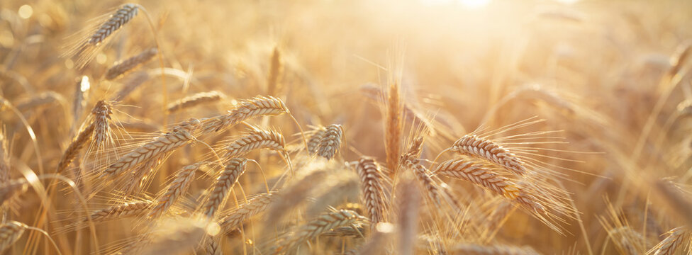 Close up of rye ears, field of rye in a summer day. Sunrise or sunset time