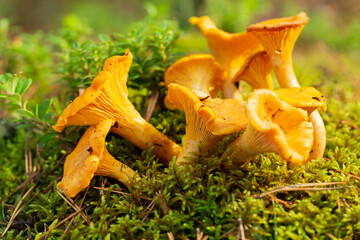 Chanterelle mushrooms in a forest. Edible mushrooms © Nitr
