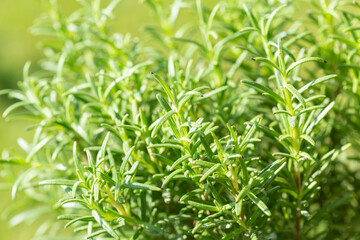 fresh rosemary growing in a garden