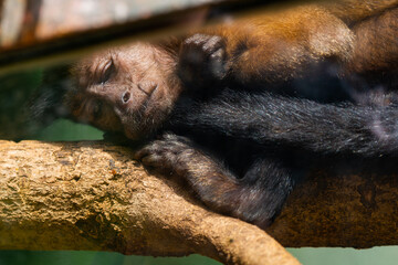 Monkeys having a little nap after lunch