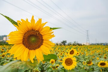 Close up shoot of Sunflower