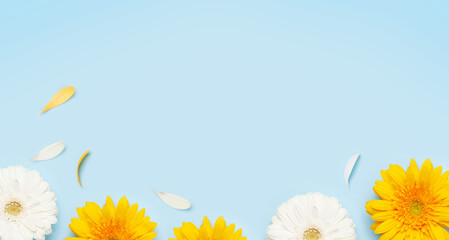 Colorful gerbera flowers over blue