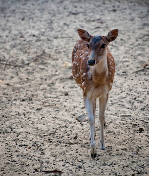 The chital also known as spotted deer, chital deer, and axis deer