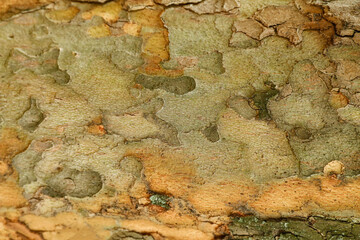 Natural wooden texture as background