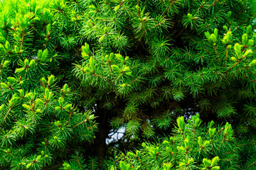 Branches of spruce or conifer background