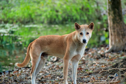 Indian pariah dog hotsell puppy for sale