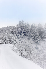 Ski touring in the mountains and forest above Alvaneu in the Swiss Alps