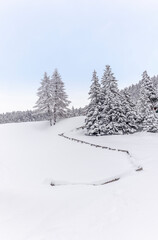 Ski touring in the mountains and forest above Alvaneu in the Swiss Alps