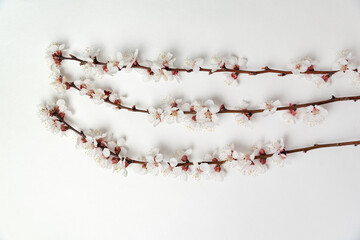 Three blooming apricot branches on white background. Flowering apricot tree.