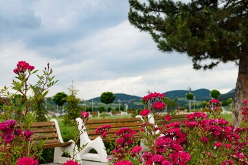 roses in the park