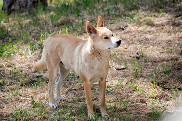 the golden dingo is looking out for danger