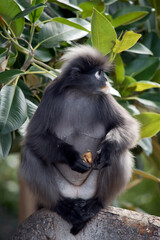 the dusky leaf monkey is sitting on a tree branch eating fruit