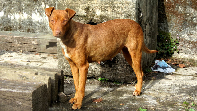Brown female dog standing on dirty streets of a abandoned place. The region photographed looks poor
