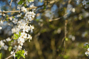 Fruit trees bloom in spring against a background of blue sky and other flowering trees. Close-up
