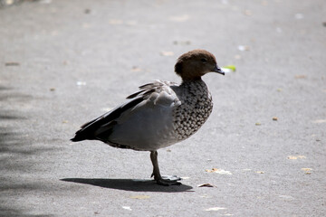 this is a side view of an Australian wood duck