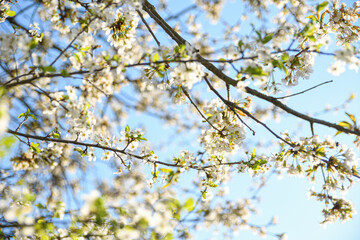 Obraz premium Fruit trees bloom in spring against a background of blue sky and other flowering trees. Close-up