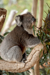 the koala has grey and white fur with a big black nose