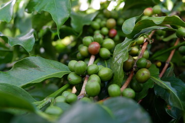 green olives on tree coffee bean seeds