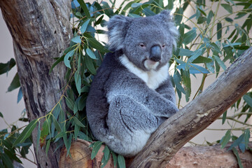 the koala is sitting in the fork of a tree © susan flashman
