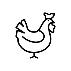 Fototapeta premium cock