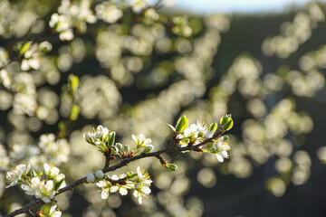 Fruit trees bloom in spring against a background of blue sky and other flowering trees. Close-up