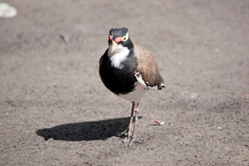 the banded lapwing is walking on the path