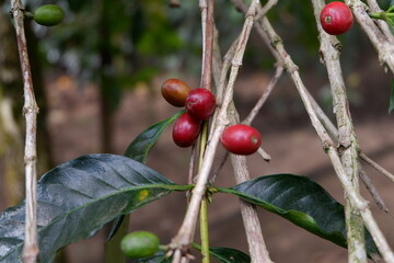 red cherries on a tree coffee bean seeds
