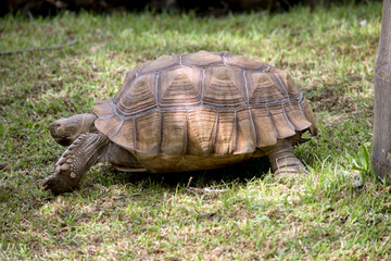 this is a side view of a giant tortoise