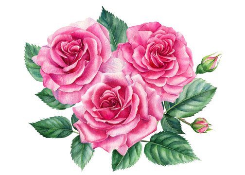 Bouquet of roses on white background, watercolor botanical illustration