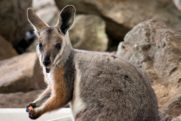 Naklejka na ściany i meble this is a close up of a yellow footed rock wallaby