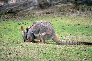Obraz premium the yellow footed rock wallaby is eating grass