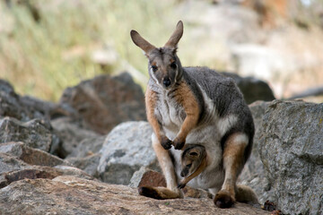 the yellow footed rock wallaby has a joey in her pouch
