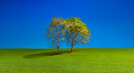 Fototapeta na wymiar Green summer landscape scenic view with couple tree in green meadow and bluesky.