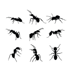 ant silhouette
