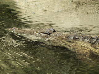 (Crocodylus niloticus) Tête massive et triangulaire d'un crocodile du Nil, long museau triangulaire aux yeux au dessus de la tête