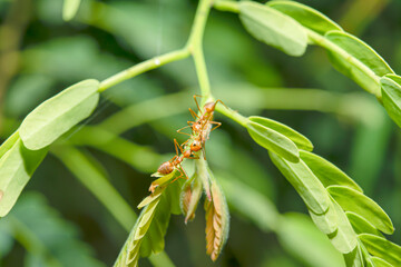 Red ants perched on a branch