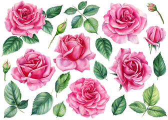  Set of pink roses, leaves, bud on white background, watercolor botanical illustration
