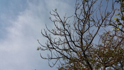Deciduous trees. The English name is deciduous plants. Leaves the leaves until the beginning of the year. From then will be barren, leaving only branches For Thailand, the sighting will be in mid-Nove