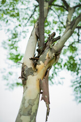 Sycamore, platan or plane tree bark texture background in multi colors.