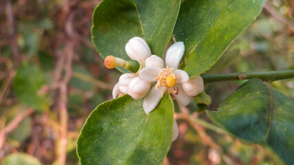 Citrus aurantifolia (Christm.) Swingle Common name: Common lime This picture was taken to bloom the whole bunch. The face is clear after blur In the backyard, the flowers are short, 5-7 flowers, white