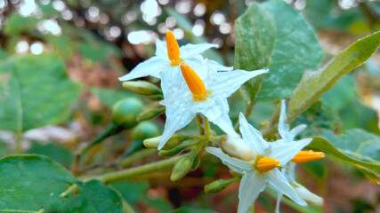 Eggplant flower, scientific name Solanum torvum Swartz. In the backyard in the morning Saw water droplets on the inflorescence, very beautiful Classified as a vegetable, herb It is popular to grow it 