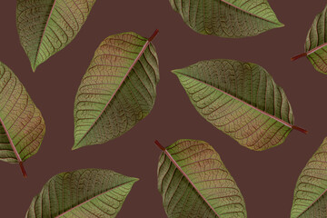 Collage of Poinsettia leaves on brown background. Floral pattern, close up.