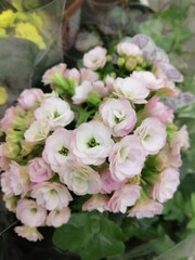 beautiful colorful bright blooming Kalanchoe flowers. A succulent plant. Floral Wallpaper